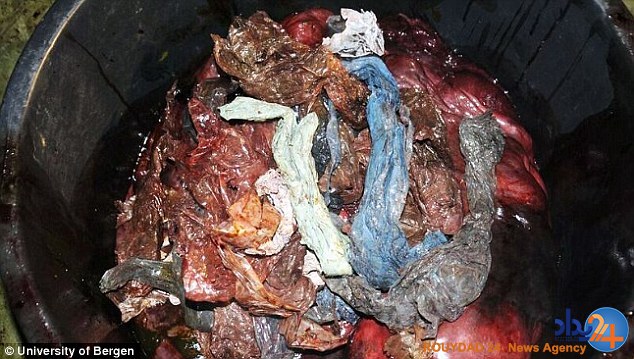 کشته شدن یک وال به دلیل خوردن 30 کیسه پلاستیکی (تصاویر)