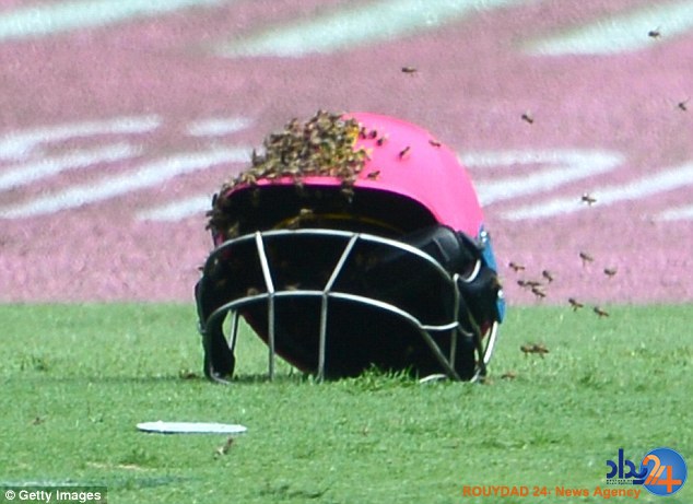 حمله زنبورها بازی کریکت آفریقای جنوبی و سریلانکا را متوف کرد (تصاویر) حمله زنبورها بازی کریکت آفریقای جنوبی و سریلانکا را متوف کرد (تصاویر)