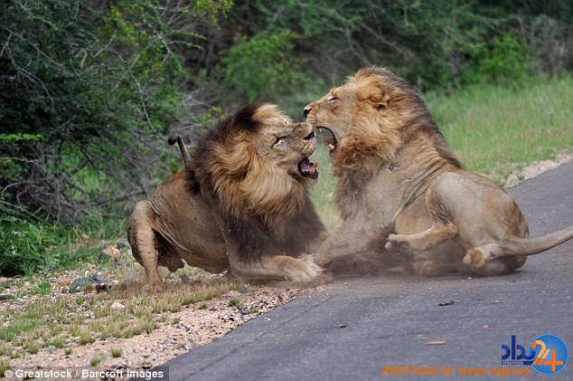جنگ هولناک سه شیر در پارک ملی آفریقای جنوبی (تصاویر)