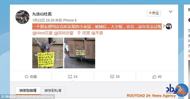 تنبیه عجیب موش برنج‌دزد در چین (تصاویر)