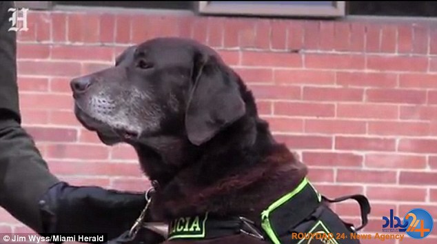 مراسم رسمی بازنشستگی سگ بمبیاب کلمبیایی (تصاویر) مراسم رسمی بازنشستگی سگ بمبیاب کلمبیایی (تصاویر)