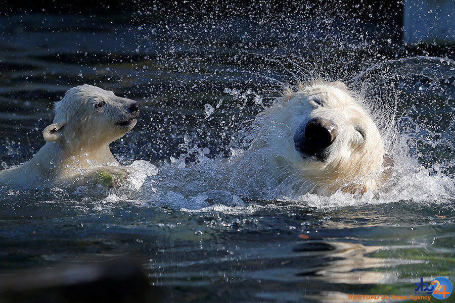 پایان فصل کارناوال پایان فصل کارناوال