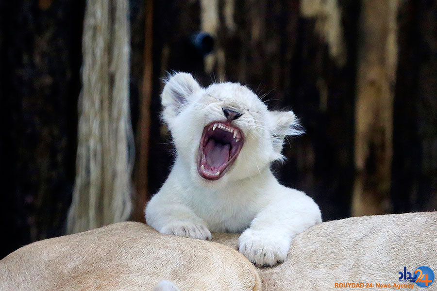 جهان در یک نگاه