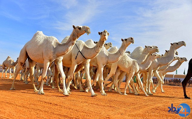 مسابقه تاج‌گذاری زیباترین شتر جهان در عربستان (تصاویر)