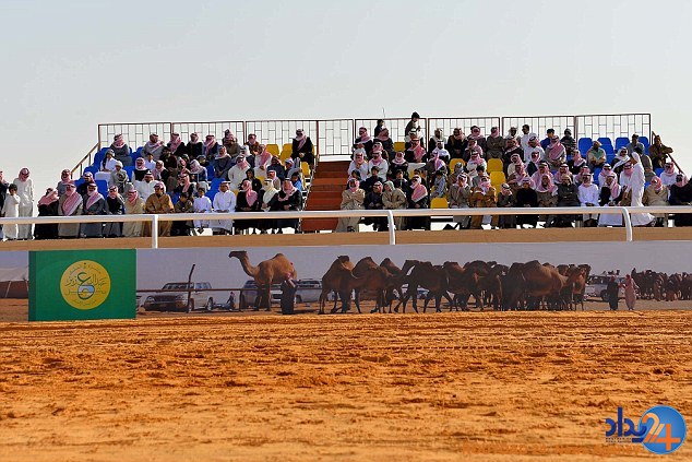 مسابقه تاج‌گذاری زیباترین شتر جهان در عربستان (تصاویر)
