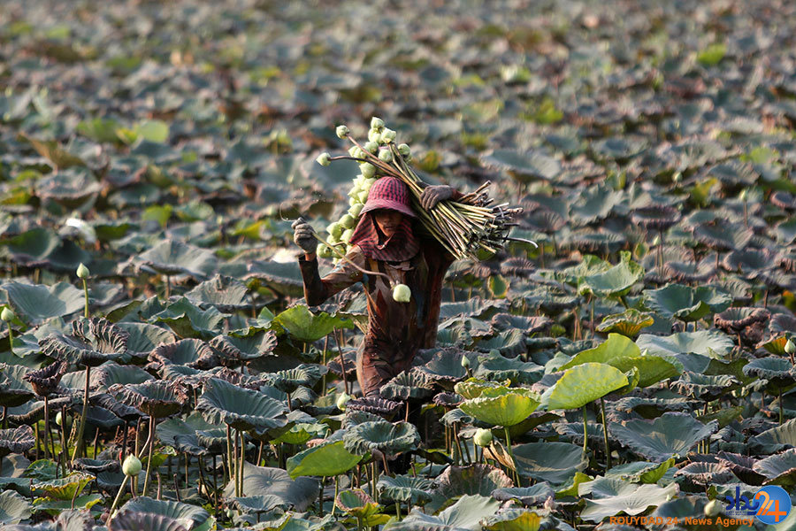 لک‌لک‌ها به دنبال آشیانه و راهبه‌ها به دنبال آرامش