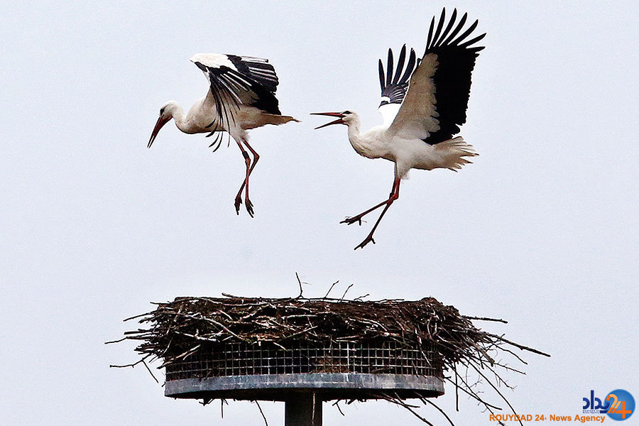 لک‌لک‌ها به دنبال آشیانه و راهبه‌ها به دنبال آرامش