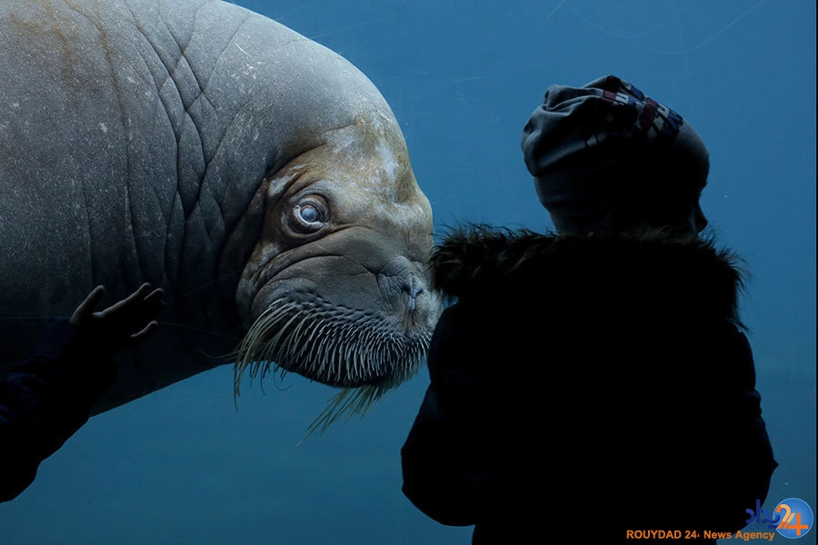 لک‌لک‌ها به دنبال آشیانه و راهبه‌ها به دنبال آرامش