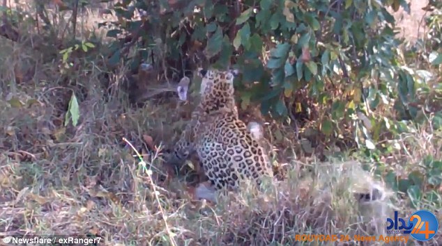 مسابقه مرگ افعی غول‌پیکر با یک پلنگ و توله‌اش (فیلم و تصاویر)