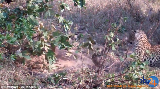 مسابقه مرگ افعی غول‌پیکر با یک پلنگ و توله‌اش (فیلم و تصاویر)