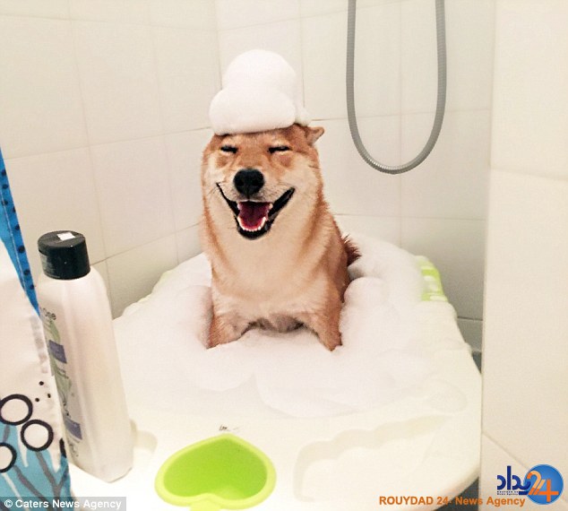 سگ نقاشی که فکر میکند انسان است (فیلم و تصاویر) سگ نقاشی که فکر میکند انسان است (فیلم و تصاویر)