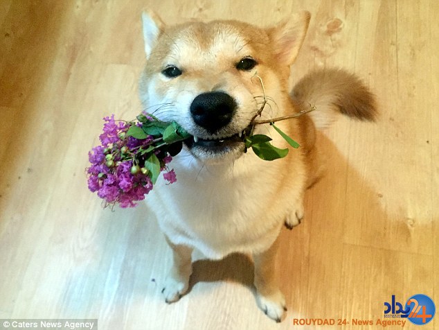 سگ نقاشی که فکر میکند انسان است (فیلم و تصاویر) سگ نقاشی که فکر میکند انسان است (فیلم و تصاویر)