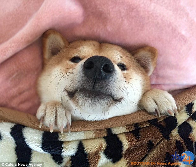 سگ نقاشی که فکر میکند انسان است (فیلم و تصاویر) سگ نقاشی که فکر میکند انسان است (فیلم و تصاویر)