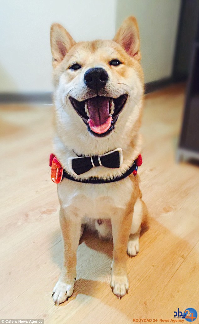 سگ نقاشی که فکر میکند انسان است (فیلم و تصاویر) سگ نقاشی که فکر میکند انسان است (فیلم و تصاویر)