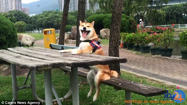 سگ نقاشی که فکر میکند انسان است (فیلم و تصاویر) سگ نقاشی که فکر میکند انسان است (فیلم و تصاویر)