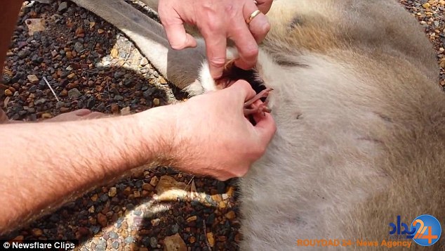 لحظه باورنکردنی نجات نوزاد کانگورو پس از مرگ مادرش(فیلم و تصاویر)