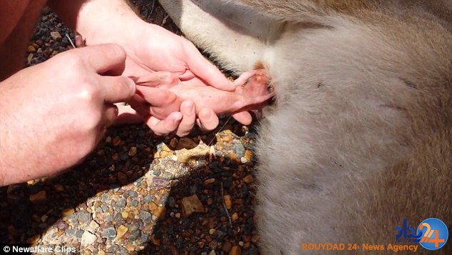 لحظه باورنکردنی نجات نوزاد کانگورو پس از مرگ مادرش(فیلم و تصاویر)