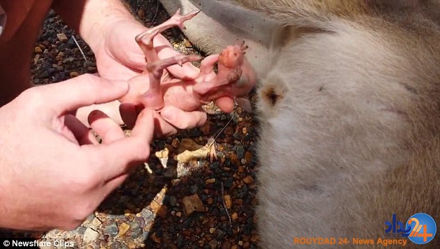 لحظه باورنکردنی نجات نوزاد کانگورو پس از مرگ مادرش(فیلم و تصاویر)