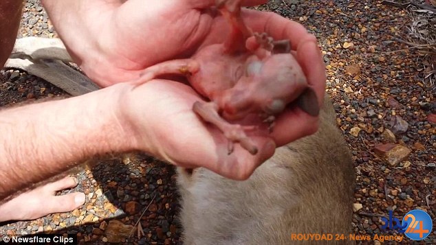 لحظه باورنکردنی نجات نوزاد کانگورو پس از مرگ مادرش(فیلم و تصاویر)