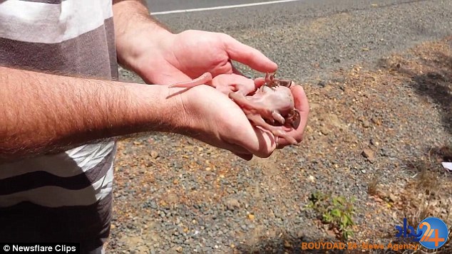 لحظه باورنکردنی نجات نوزاد کانگورو پس از مرگ مادرش(فیلم و تصاویر)