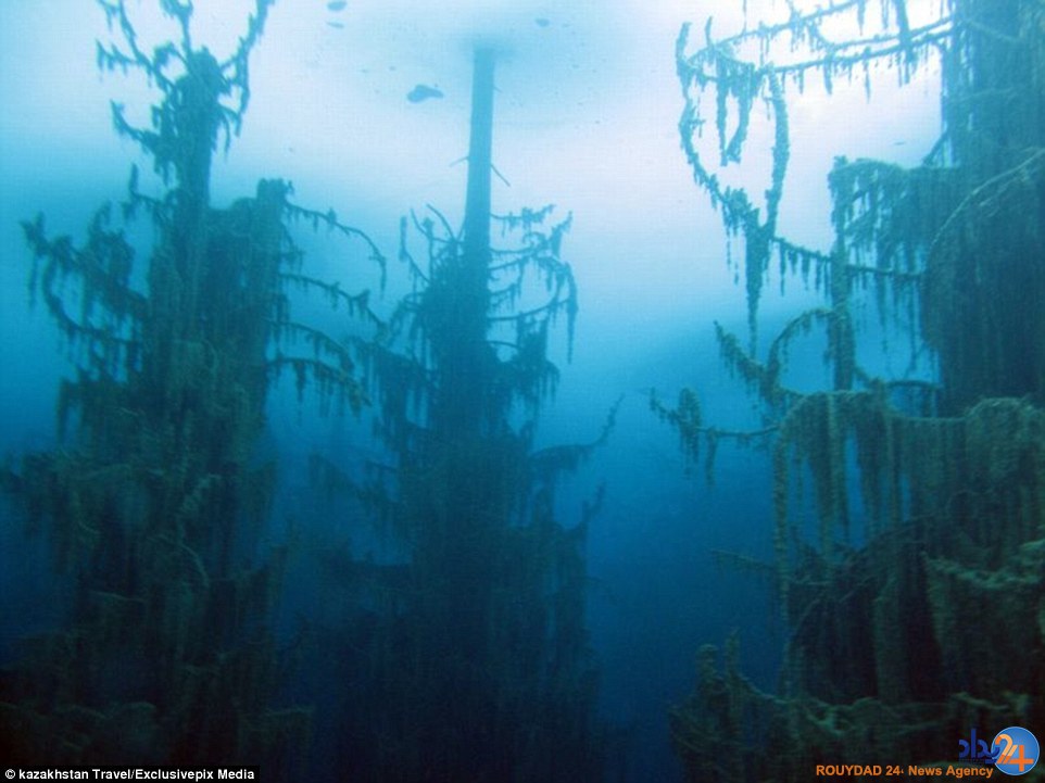 تصاویر جادویی از جنگلی غرق‌شده در دریاچه