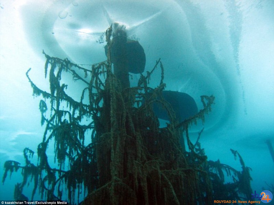 تصاویر جادویی از جنگلی غرق‌شده در دریاچه