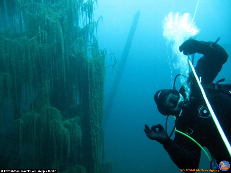 تصاویر جادویی از جنگلی غرق‌شده در دریاچه