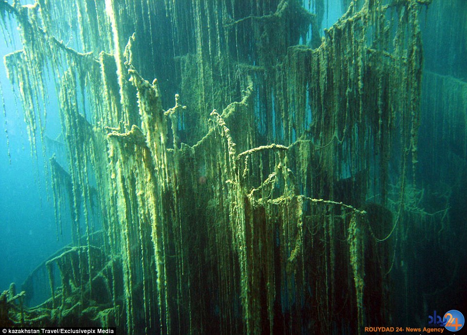 تصاویر جادویی از جنگلی غرق‌شده در دریاچه