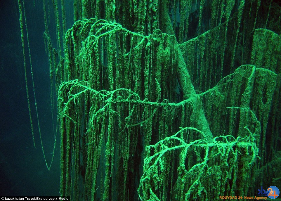 تصاویر جادویی از جنگلی غرق‌شده در دریاچه