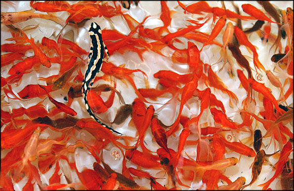 خرید و فروش سمندر کمیاب در بازار شب عید خرید و فروش سمندر کمیاب در بازار شب عید