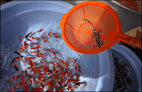 خرید و فروش سمندر کمیاب در بازار شب عید خرید و فروش سمندر کمیاب در بازار شب عید