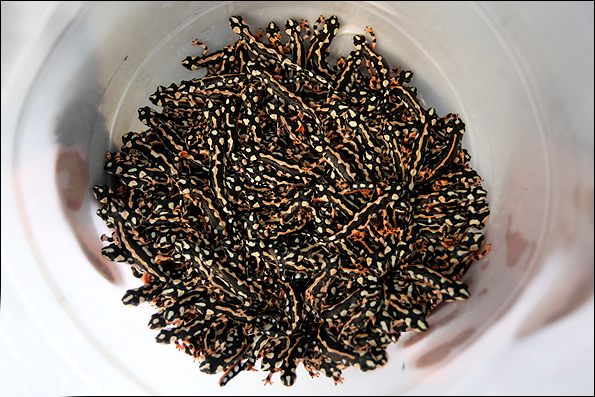 خرید و فروش سمندر کمیاب در بازار شب عید خرید و فروش سمندر کمیاب در بازار شب عید