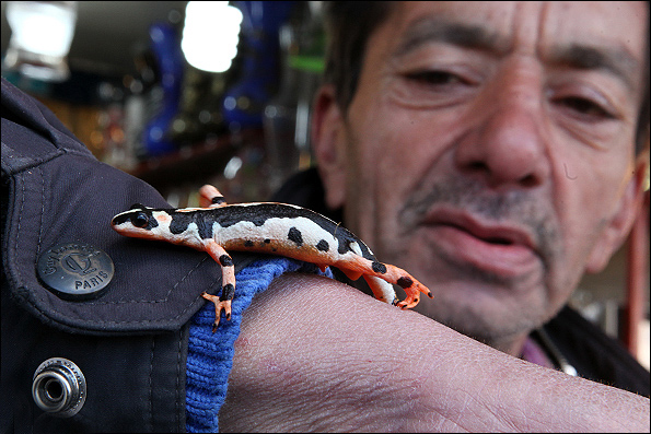 خرید و فروش سمندر کمیاب در بازار شب عید خرید و فروش سمندر کمیاب در بازار شب عید