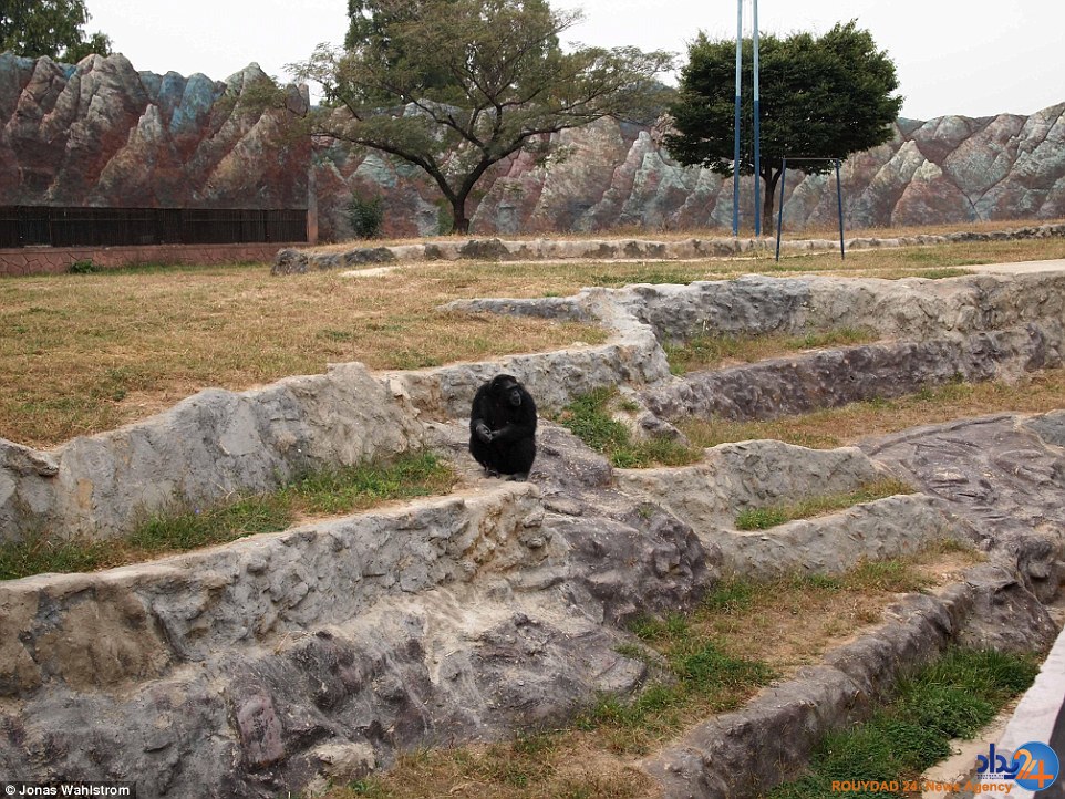 حیوانات افسرده در باغ‌وحش کره شمالی و میمونی که سیگار می‌کشد (فیلم و تصاویر)