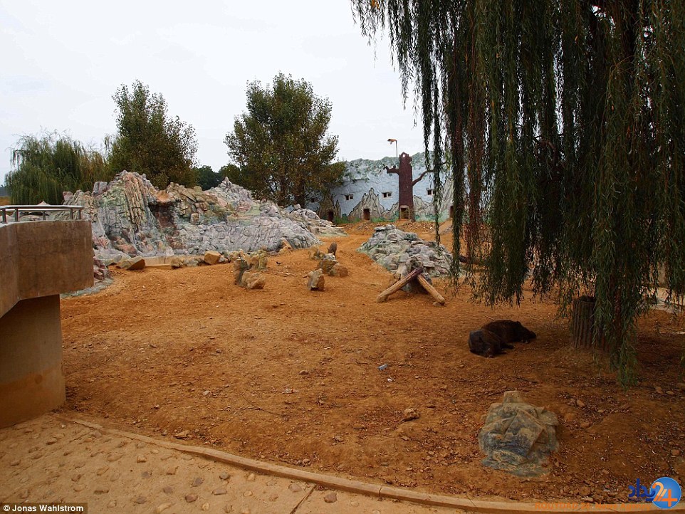 حیوانات افسرده در باغ‌وحش کره شمالی و میمونی که سیگار می‌کشد (فیلم و تصاویر)