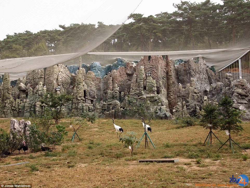 حیوانات افسرده در باغ‌وحش کره شمالی و میمونی که سیگار می‌کشد (فیلم و تصاویر)