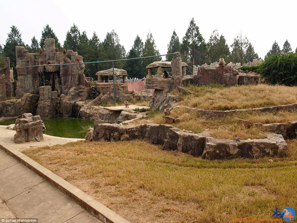 حیوانات افسرده در باغ‌وحش کره شمالی و میمونی که سیگار می‌کشد (فیلم و تصاویر)