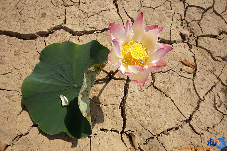 از نیلوفرآبی در زمین ترکخورده تا ویرانههای یک جنگ از نیلوفرآبی در زمین ترکخورده تا ویرانههای یک جنگ