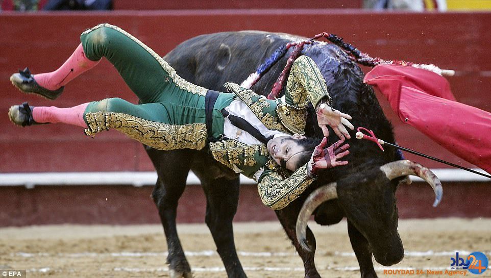 چشم مصنوعی گاوباز معروف اسپانیایی در جریان مسابقه از حدقه درآمد (فیلم و تصاویر)