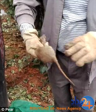 گرفتن، پختن و خوردن موش‌ها توسط مرد چینی (فیلم و تصاویر)