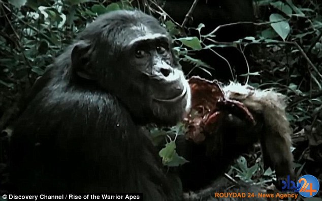 شامپانزه‌های اوگاندا برای گسترش قلمرو میمون‌ها را می‌خورند (فیلم و تصاویر 18+)