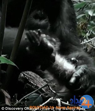 شامپانزه‌های اوگاندا برای گسترش قلمرو میمون‌ها را می‌خورند (فیلم و تصاویر 18+)