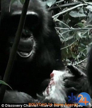 شامپانزه‌های اوگاندا برای گسترش قلمرو میمون‌ها را می‌خورند (فیلم و تصاویر 18+)