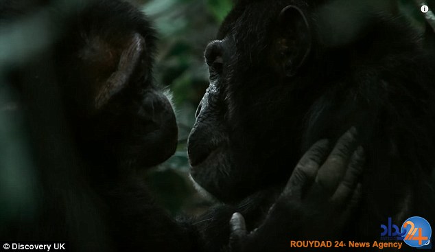 شامپانزه‌های اوگاندا برای گسترش قلمرو میمون‌ها را می‌خورند (فیلم و تصاویر 18+)