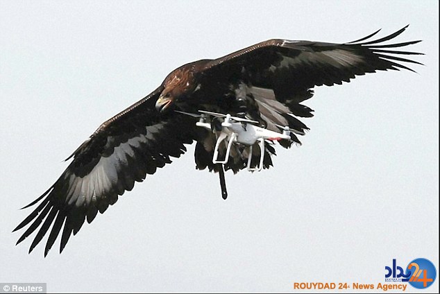 پلیس فرانسه عقاب‌ها را برای شکار پهپاد آموزش می‌دهد (فیلم و تصاویر)