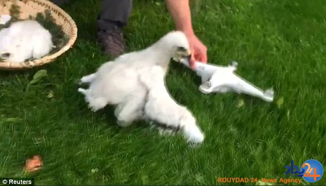 پلیس فرانسه عقاب‌ها را برای شکار پهپاد آموزش می‌دهد (فیلم و تصاویر)