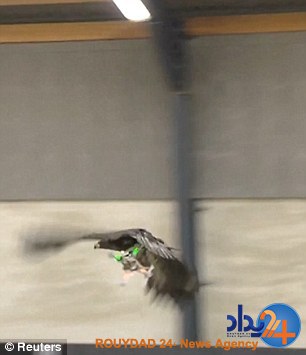 پلیس فرانسه عقاب‌ها را برای شکار پهپاد آموزش می‌دهد (فیلم و تصاویر)