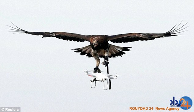پلیس فرانسه عقاب‌ها را برای شکار پهپاد آموزش می‌دهد (فیلم و تصاویر)