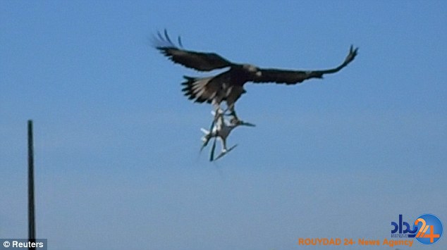 پلیس فرانسه عقاب‌ها را برای شکار پهپاد آموزش می‌دهد (فیلم و تصاویر)