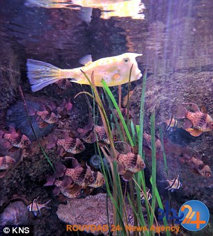 شهرت ماهی به دلیل شباهتش به ترامپ (تصاویر)